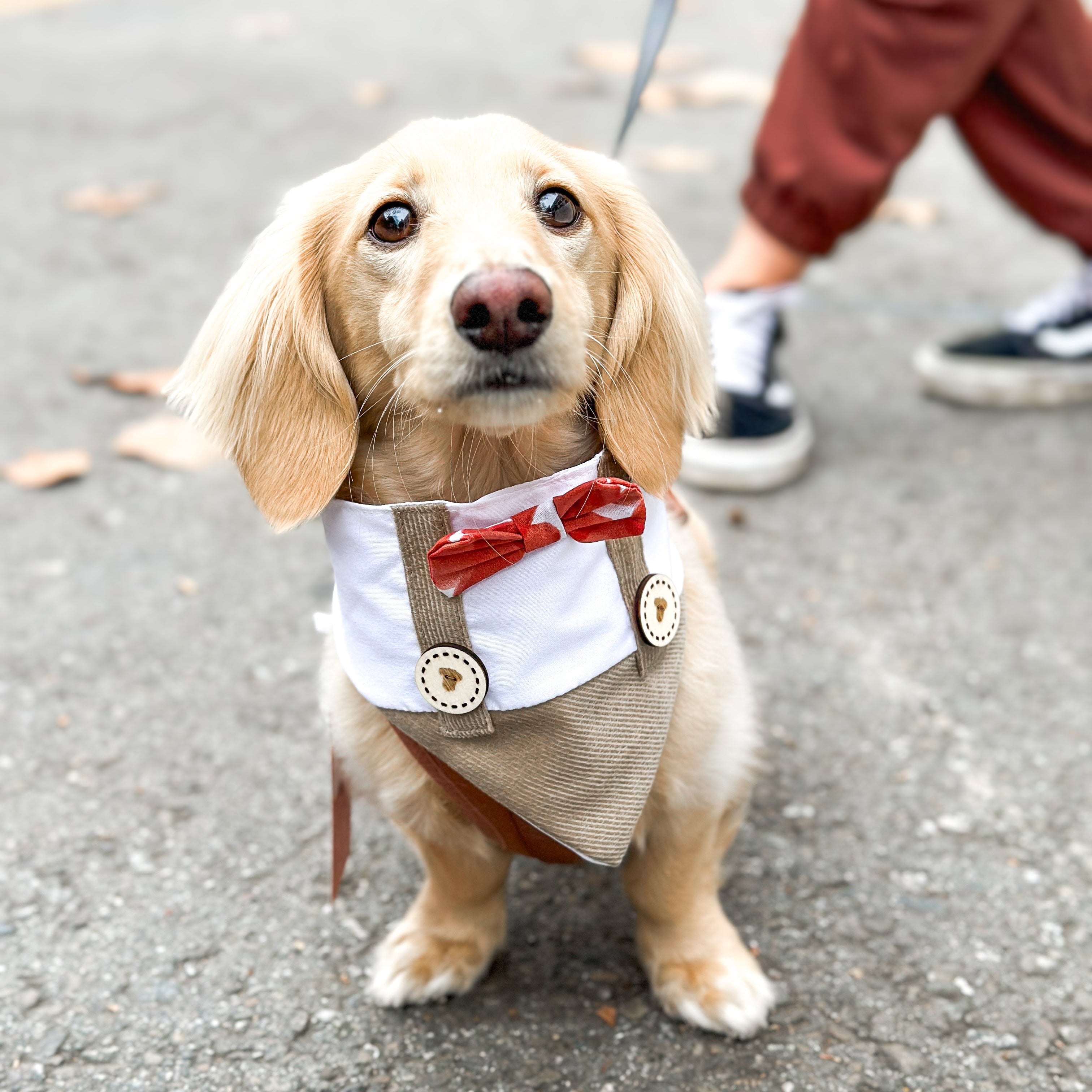 Dog Bandana Love Suspender | Valentines Day