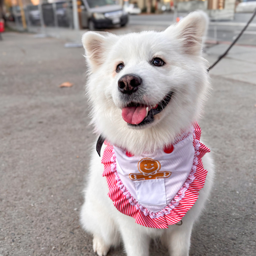 Christmas Pet Bandana - Little Baker's Helper