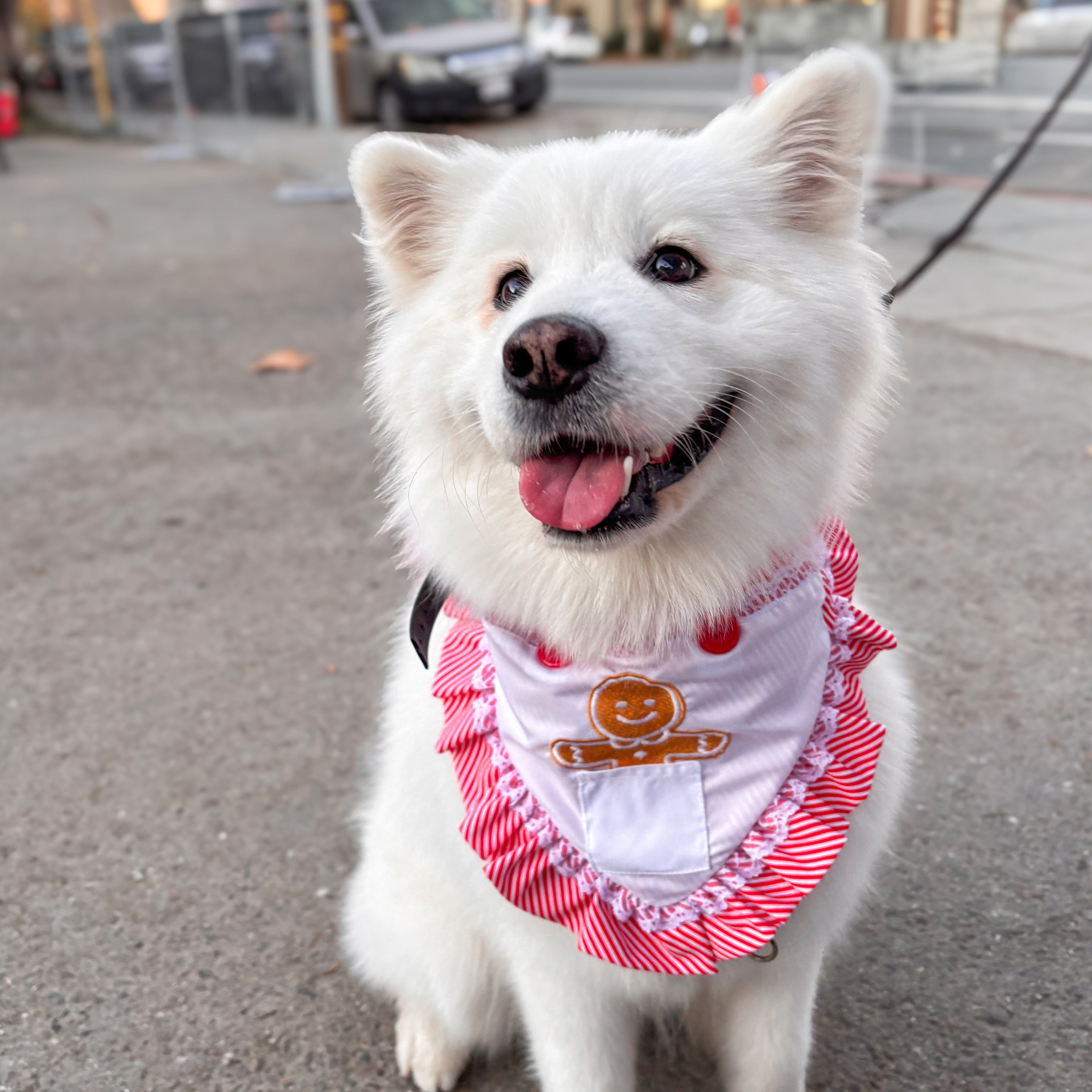 Christmas Pet Bandana - Little Baker's Helper