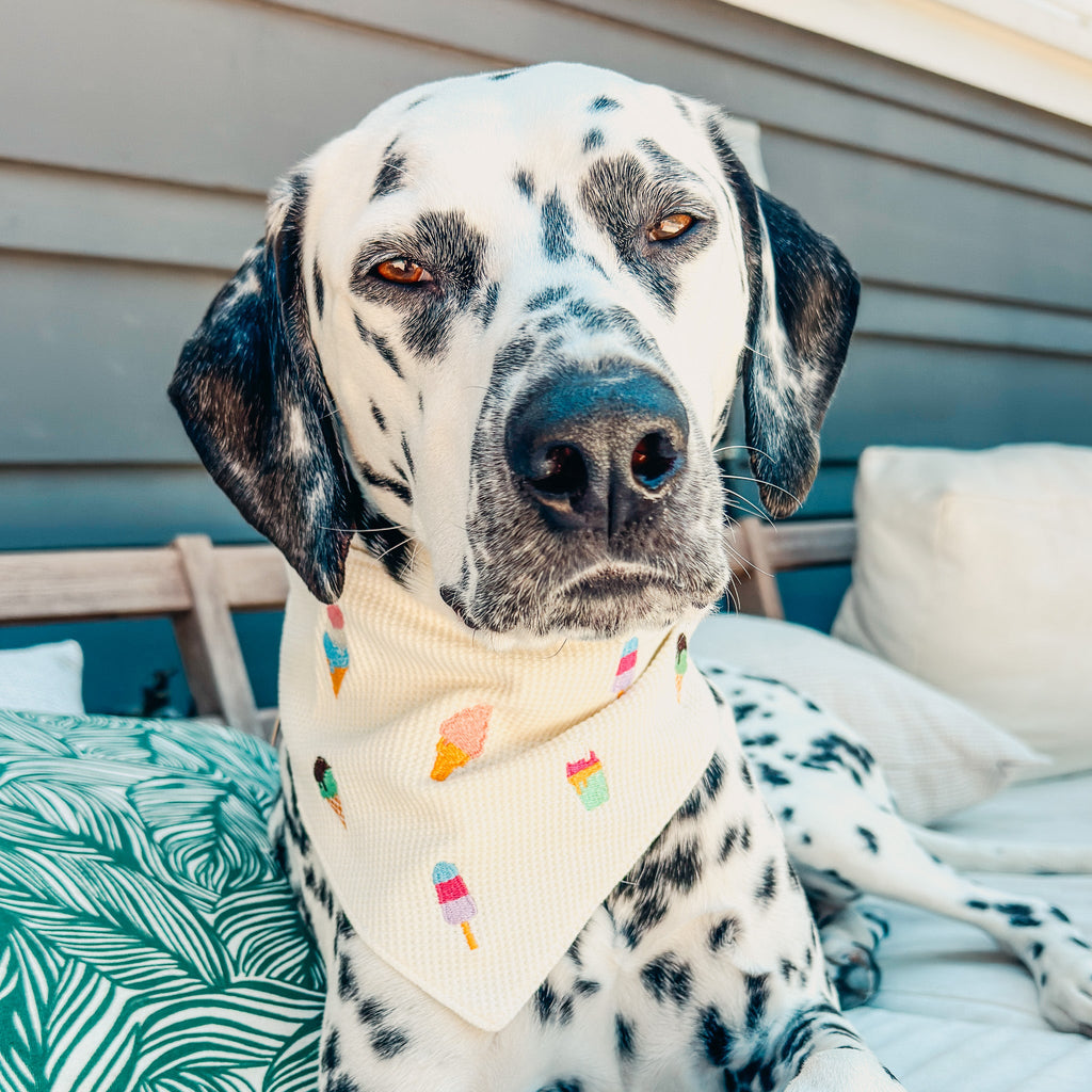 Ice Cream Party Pet Bandana
