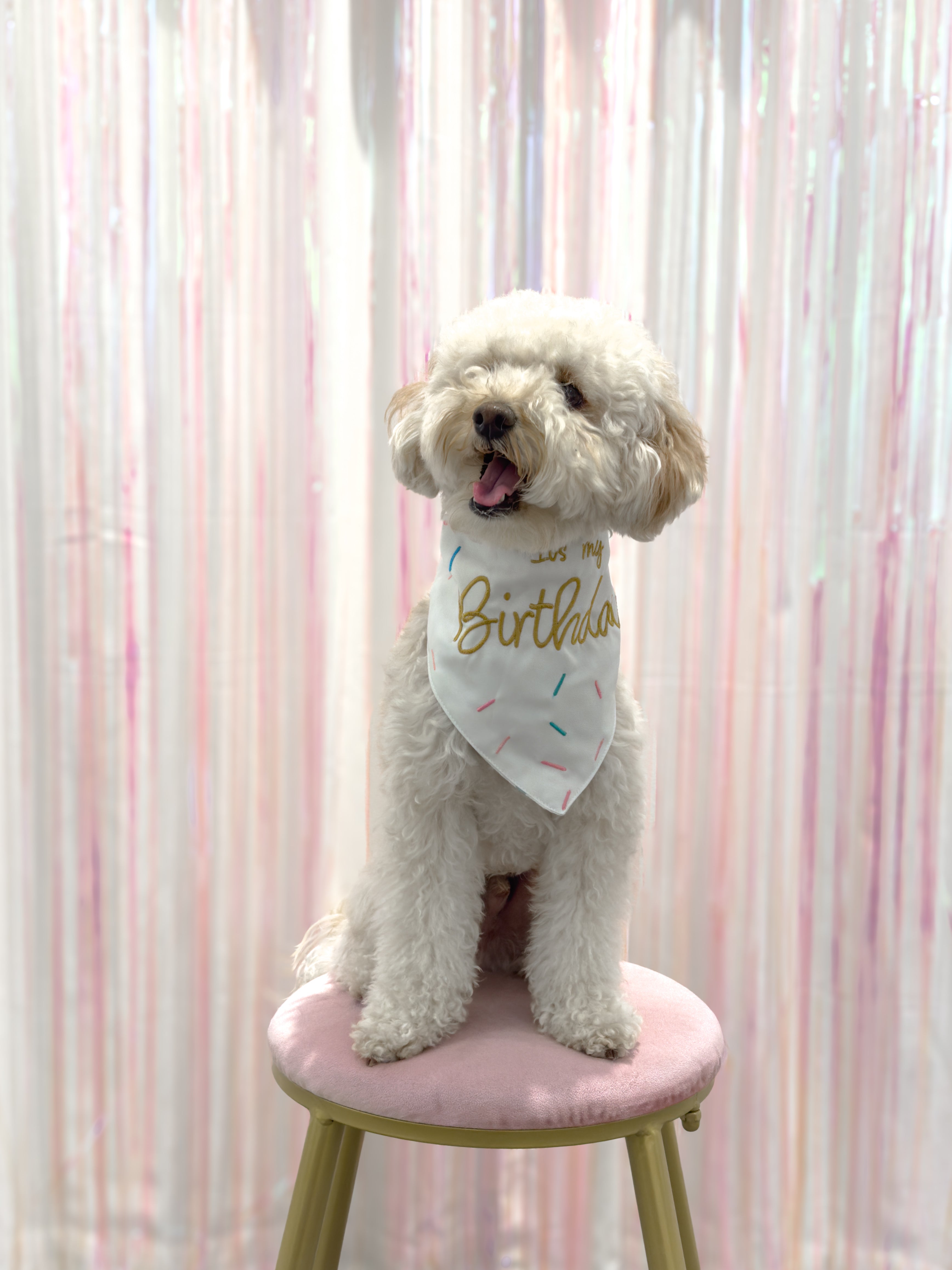 Pawty Time Birthday Bandana for Dogs Colorful